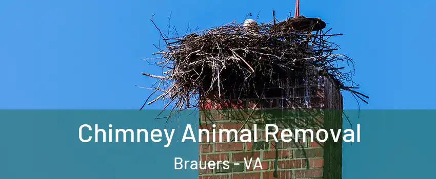 Chimney Animal Removal Brauers - VA