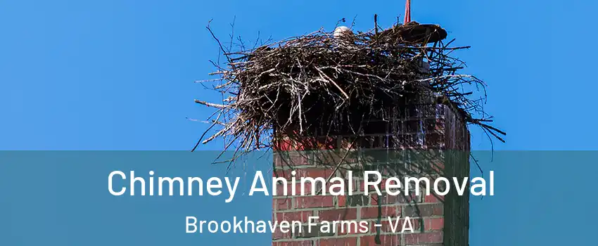 Chimney Animal Removal Brookhaven Farms - VA