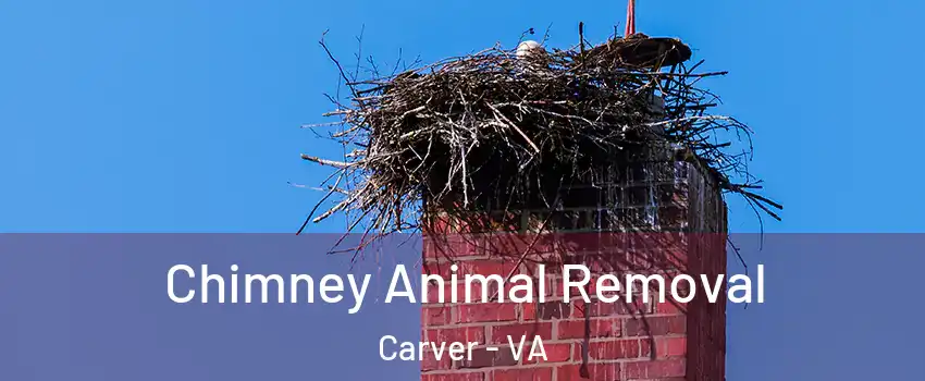 Chimney Animal Removal Carver - VA