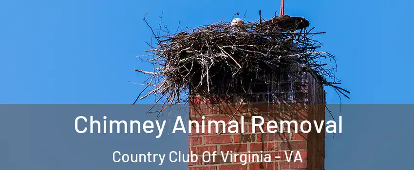 Chimney Animal Removal Country Club Of Virginia - VA