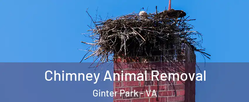 Chimney Animal Removal Ginter Park - VA