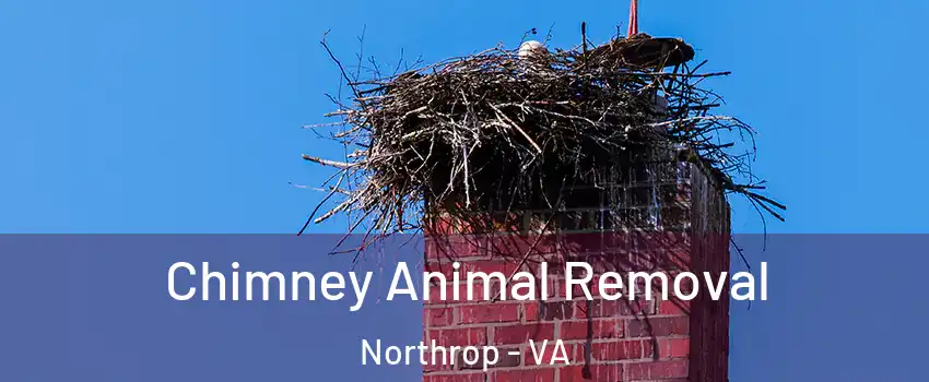 Chimney Animal Removal Northrop - VA