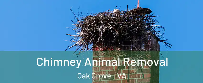 Chimney Animal Removal Oak Grove - VA