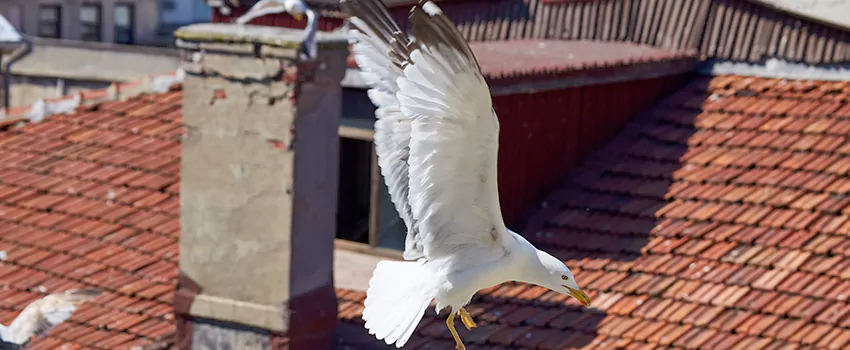 Residential Chimney Animal Removal Solution in Huguenot, VA